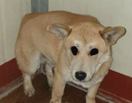 경북 경주 현곡면 가정길에서 황색 강아지 발견 보호