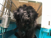 부산 남구 감만동 홈플러스 주차장에서 까만 강아지 발견 보호..빨강파랑 목줄