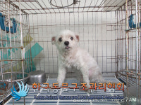 서울 동대문구 한천로에서 말티즈 발견 보호..양슬개골