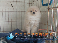 서울 송파구 송파대로 월드타워빌딩 1층 화장실에서 포메라니안 발견 보호