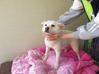 포항 장량 중앙로 이마트에브리원 인근에서 흰 강아지와 까만 푸들 발견 보호