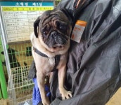 강원 춘천 남산면 제이드팰리스골프장 앞에서 퍼그 발견 보호