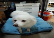 대전 서구 유등로 대광교역 인근에서 스피츠 발견 보호