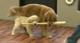 선배 리트리버에게 야구 코칭 받는 차세대 배트독 강아지