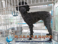 서울 서대문구 남가좌동 가좌사거리에서 푸들 발견 보호