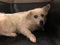 부산 기장 일광면 대리길에서 흰갈색 강아지 발견 보호