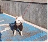 충남 부여 부여군청에서 백황색 강아지 발견 보호..고동색옷 착용
