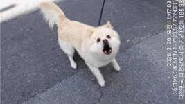 대전 동구 삼성동행복센터 버스정류장 인근에서 황백색 강아지 발견 보호