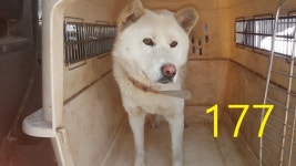 인천 계양 구청에서 진돗개 구조..갈색 철물점 목걸이