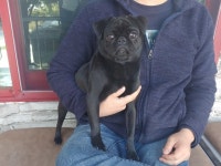 경남 창원 북면 동전로 여성의집 부근에서 까만 퍼그 발견 보호