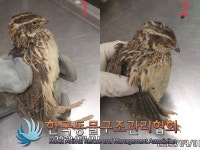 서울 성동구 중랑천변에서 메추리 발견 보호