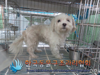 서울 송파 마천사거리 현대오일뱅크 인근에서 말티즈 발견 보호