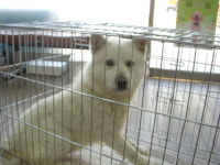 경기 오산 성호대로141에서 백구 발견 보호