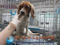 경기 포천 내촌면 내촌119센터 인근에서 비글 발견 보호..교통사고 당함