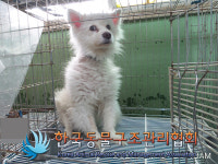 서울 구로구 천왕로1길 흥왕교회 인근에서 스피츠 발견 보호..초록 목줄