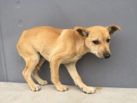 전남 순천 낙안읍성에서 크림색 강아지 발견 보호