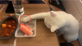 아 됐고 만두..집사 뽀뽀보다 간식이 더 중요한 고양이