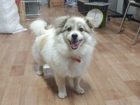 경남 창원 대산면 진산대로에서 흰갈검색 강아지 발견 보호..풍성한 털