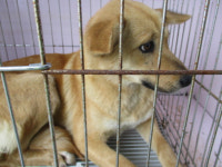 부산 사하 구평동에서 갈색 들개 발견 보호