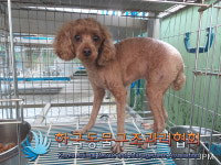 서울 서대문구 홍은동에서 푸들 발견 보호