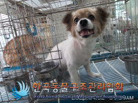 경기 김포 김포시청 인근에서 갈흰색 강아지 발견 보호