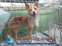 경기 김포 통진읍 가현로에서 갈흰색 강아지 발견 보호
