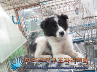 경기 동두천 평화로에서 검흰색 강아지 발견 보호..노란목걸이에 분홍방울