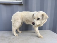 전남 순천 대룡에너지에서 흰색 강아지 발견 보호