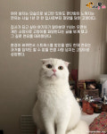집사가 사준 인형 베개로 쓰는 고양이..냥생 n년차 묘르신 포스