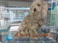 경기 양주 광적면 광적119센터 인근에서 푸들 발견 보호