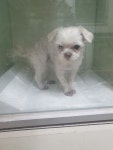 대구 중구 중앙로역 3번출구에서 말티즈 발견 보호