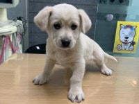 경기 부천 석왕사 부근에서 골든 리트리버 발견 보호