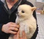 부산 동래 온천장역 삼정그린에서 포메라니안 발견 보호