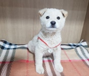 경기 광주 남한산성로 일대에서 진돗개 발견 보호