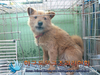 경기 양주 광적면 그루고개로에서 갈색 강아지 발견 보호