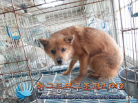 경기 양주 광적면 광적119센터 인근에서 갈흰색 강아지 발견 보호