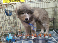 경기 양주 광사동 신도브래뉴아파트 지하주차장에서 회흰색 강아지 발견 보호