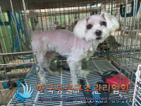 서울 동대문구 중랑천제1체육공원 시계탑에서 말티즈 발견 보호..분홍 볼터치