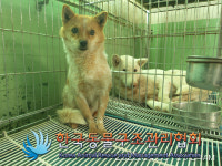 경기 연천 장남면사무소 일원에서 갈흰색 강아지 발견 보호
