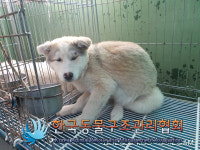 경기 연천 전곡읍 양원보건진료소 인근에서 회흰색 강아지 발견 보호