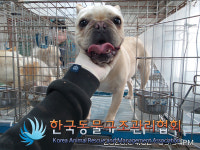 경기 의정부 가능1동 근린공원에서 프렌치 불독 발견 보호