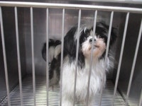 경기 의왕 고천동에서 검흰색 시츄 발견 보호