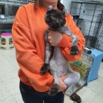 충북 청주 과상미로에서 아메리칸 컬 고양이 발견 보호..아주 순한 개냥이