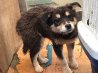 경기 안산 대부중앙로에서 흑갈색 강아지 발견 보호