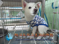 서울 구로구 항동에서 스피츠 발견 보호..파란체크무늬옷