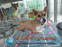 서울 강북구 수유동에서 갈색 강아지 발견 보호