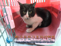 서울 동대문구 용두동에서 검흰색 고양이 발견 보호