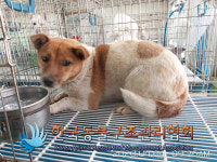 경기 김포 하성면 원산로에서 갈흰색 강아지 발견 보호
