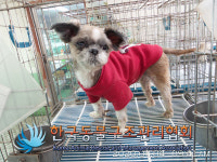 경기 구리시 관내에서 시츄 발견 보호