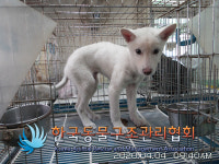 경기 의정부 민락동에서 흰색 강아지 발견 보호